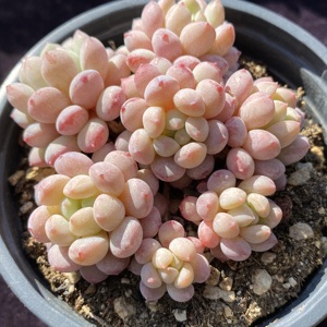 小红蛋 萌豆 多肉精选 一物一拍 叶植庭多肉 云南昆明