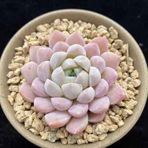 白月光 多肉精选 一物一拍 叶植庭多肉 云南昆明