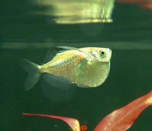 银燕子 ,银燕子鱼,上层鱼斧头类鱼,灯鱼南美淡水鱼阴阳燕子鱼