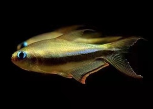 黄金帝王灯鱼,稀有帝王灯鱼,黄色灯鱼草缸混养群游,温和可混养