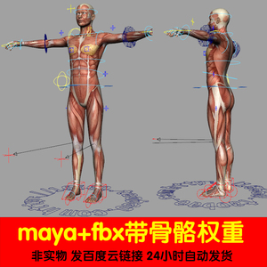 maya写实人体模型四边面带4k肌肉贴图骨骼权重绑定fbx unity3d