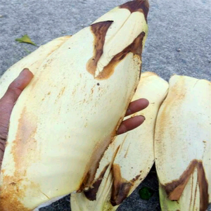 美食棕包棕苞米棕树花棕树心野生蔬菜好吃农产品5斤包邮