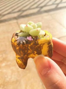 韩国复古泰妍花朵手捏粗陶透气控型拇指肉锥PP多肉花盆