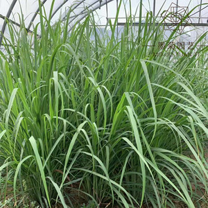柠檬香茅草盆栽新鲜食用