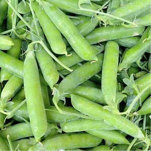 现摘四川露天嫩豌豆 青豌豆甜豆荚包邮