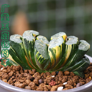 广重玉扇锦母本锦斑好精品特选瓦苇十二卷多肉植物菁菁小多肉