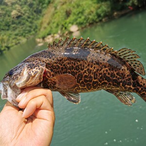 000人付款淘宝斑鳜观赏鱼斑鳜鱼斑鳜活体斑鳜鱼苗桂