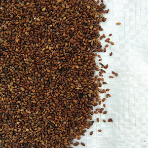 新产夏枯草种子 中药材夏枯球籽 种植简单 一年生 散装国产论斤卖