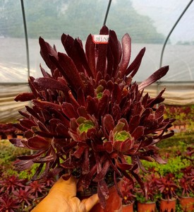 真仙园 多肉植物 法师类贵货赤霞飞法师 一物一拍所见即所得