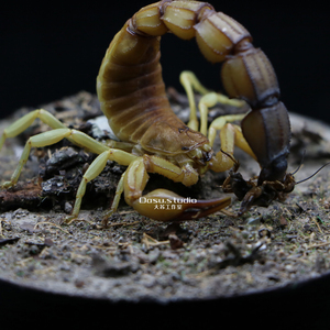 突尼斯黄肥尾蝎2l图片