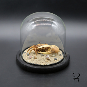 真实螃蟹标本弧边招潮蟹海鲜沙滩生态微景观玻璃罩摆件收藏品礼物