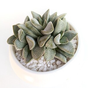 多肉植物丛珊瑚多头易爆盆群生肉肉创意盆栽花卉绿植办公室防辐射