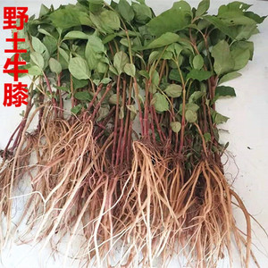 新鲜土牛膝牛髁膝山苋菜全草宗倒扣草 倒钩草 跌打扭伤草药500克