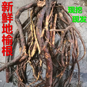 新鲜地榆根地榆种苗 黄瓜香山地瓜猪人参血箭草 赤地榆现挖鲜货