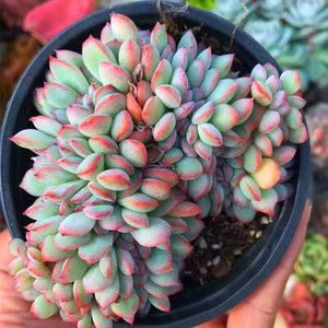 勇敢缀化多肉植物贵货稀有新品办公i室内阳台桌面萌肉绿植盆栽