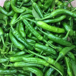 湖南本地辣椒新鲜小青椒岳阳土辣椒农家自种有机薄皮椒微辣小辣椒