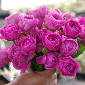 【画城园艺】薰衣草蕾丝多头月季花阳台盆栽月季四季开花月季花苗