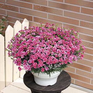 国外新品石竹初恋花苗盆栽 多年生宿根草本花卉庭院花园花境植物