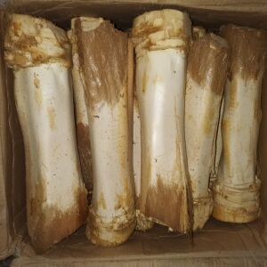 棕包头棕心棕树心棕包米赣南特产新鲜棕笋棕蓖棕芯产地直销棕尾心