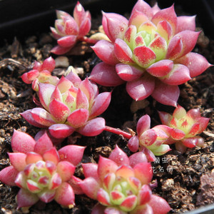 懒虫花园-红蔓莲 深红色 一物一拍 带盆土发货