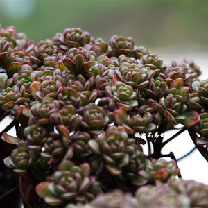 26宝苗百货商行淘宝22小狐狸多肉植物橄榄球玫瑰小人祭植物室内盆栽