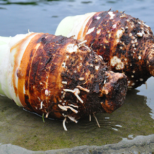 湖南永州江永特产香芋