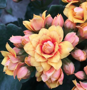 太阳神长寿花带花苞 多肉花卉室内阳台观花植物 重瓣复色美观客厅