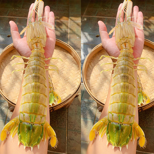 新鲜冰鲜大皮皮虾满膏满肉巨型皮皮虾手臂粗大膏虾富贵虾泰国大皮