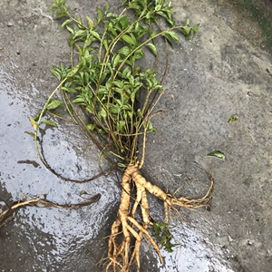 新鲜野生 雾水葛全草 咄脓膏头 糯米藤根 枝叶 脓见消500g包邮