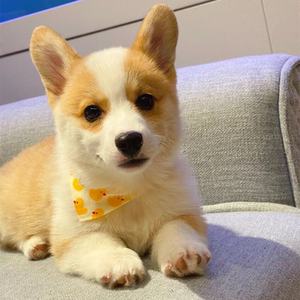 柯基幼犬活体小短腿双色威尔士三色宠物狗狗纯种黑白小型柯基犬