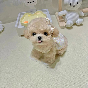 茶杯犬真狗纯种泰迪幼犬活体长不大宠物狗狗小型可爱白色贵宾活犬