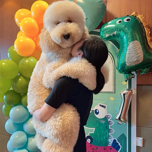 巨贵犬幼犬纯种大型泰迪犬宠物狗狗活体白色香槟色巨贵巨型贵宾犬
