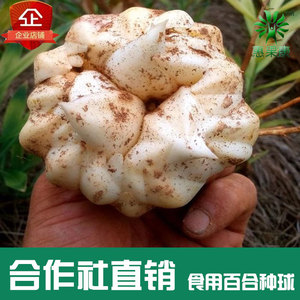 龙牙百合种球食用