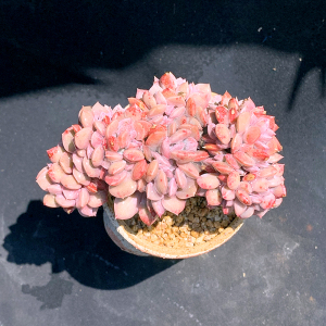 黛比整板缀化 群生老桩 一物一拍云南昆明橙梦露多肉植物精品