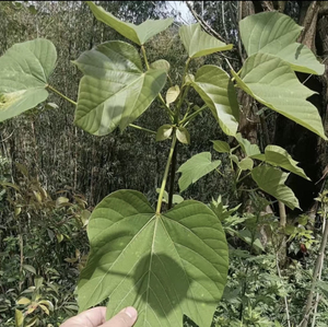 重庆新鲜桐子叶野生油桐树现采桐树叶桐油果玉米麦子粑粑桐树苗子