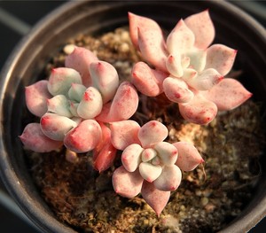 橘子冰 控养多头优质群生 小老桩 一物一拍 正版实拍 多肉植物