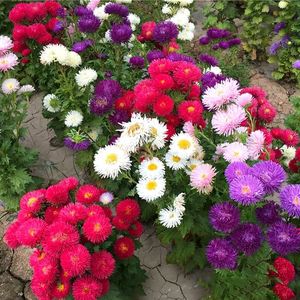 翠菊种子江西腊八月菊花种籽子四季易种混色庭院室外花卉种子花籽