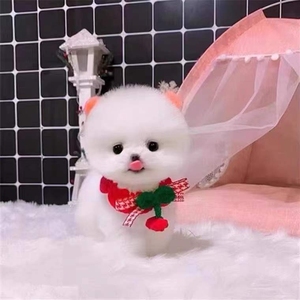 杯子犬博美幼犬纯种俊杰宠物狗活体小型犬白色网红口袋犬幼犬真狗