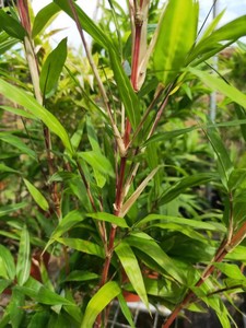 日本朱竹红寒竹紫寒竹绿植盆栽书房阳台庭院高档竹子有竹鞭
