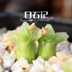 肉锥 磨砂保龄球 冰风铃1416.46 2.5年苗一物一拍【日石记】53411