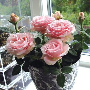 200人付款淘宝末离园 砂糖 粉红公主 纱织 绊   日本和本纯子系列月季