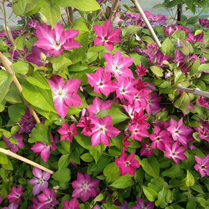 铁线莲波罗尼亚