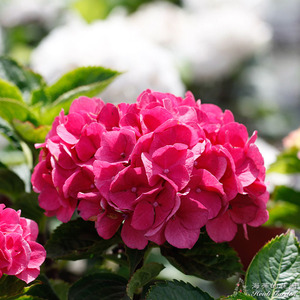 海蒂的花园黑金刚红色大花绣球花分枝好室外阳台耐阴花卉植物花苗