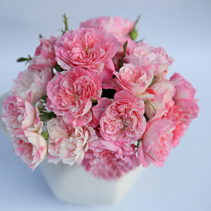 达雨旗舰店天猫微型月季护身符花苗盆栽条纹勤花多头淡香小型玫瑰花