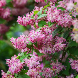 海蒂的花园溲疏爱丽丝雪樱花草莓田耐阴耐寒春天开花植物花卉盆栽