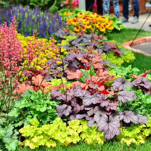 海蒂的花园矾根耐阴耐寒颜色丰富阳台庭院植物四季观叶绿植盆栽苗