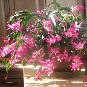 海蒂的花园蟹爪兰盆栽带花苞多年生阳台室内植物常绿好养花卉盆栽