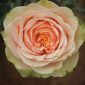 【吸引力月季】吸引力月季品牌,价格 - 阿里巴巴