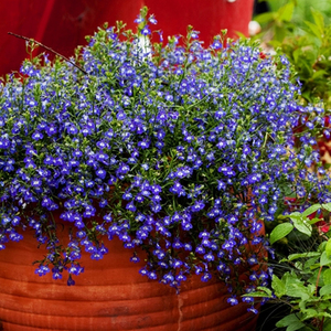 海蒂的花园 六倍利半边莲草花阳台庭院好养易爆盆花卉植物盆栽苗