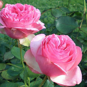 海蒂的花园华尔兹梦浓香抗病多季勤花月季露台庭院花卉植物盆栽苗